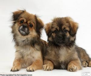yapboz Tibet Spaniel puppies